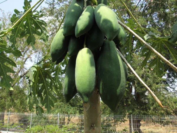 Pohon Papaya — Stok Foto