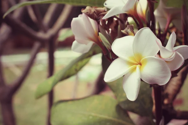 White frangipani flower on tree — Stock Photo, Image