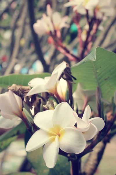 나무에 흰색 frangipani 꽃 — 스톡 사진