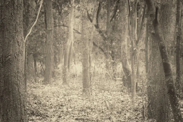 Forêt d'automne — Photo