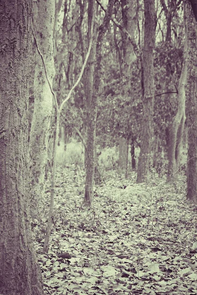 Herbstwald — Stockfoto