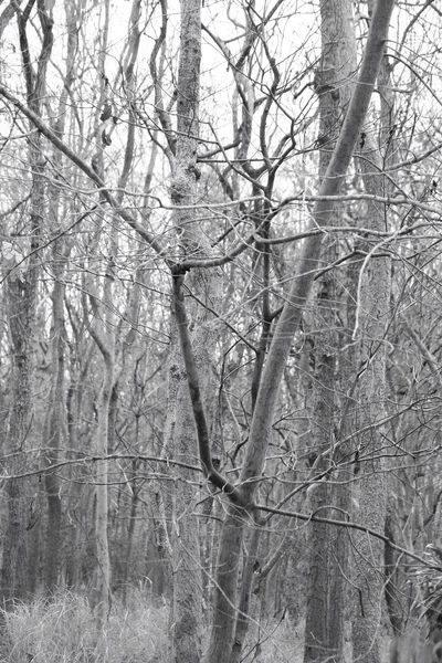 Forêt d'automne — Photo