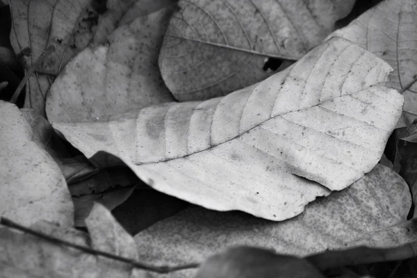 Feuilles séchées — Photo