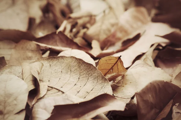 Dried leaves — Stock Photo, Image