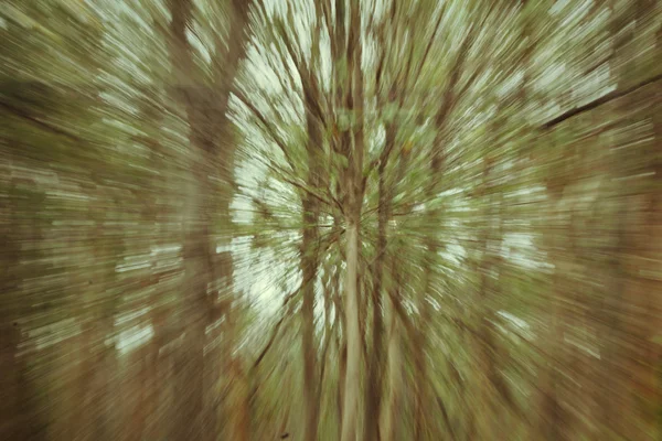 Wazig licht bos — Stockfoto