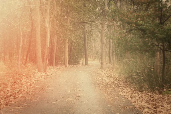 Autumn forest — Stock Photo, Image