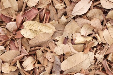 Kurutulmuş Yapraklar