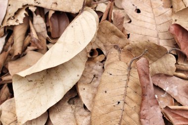 Kurutulmuş Yapraklar