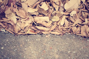 Kurutulmuş Yapraklar