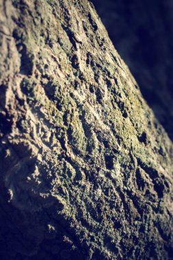 Ağaç kabuğu dokusu