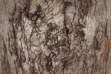 Ağaç kabuğu dokusu