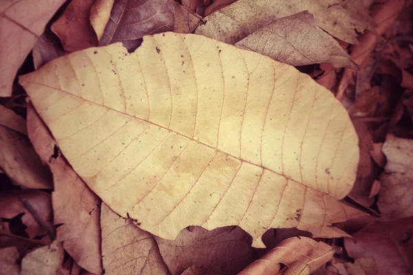 Dried leaves — Stock Photo, Image