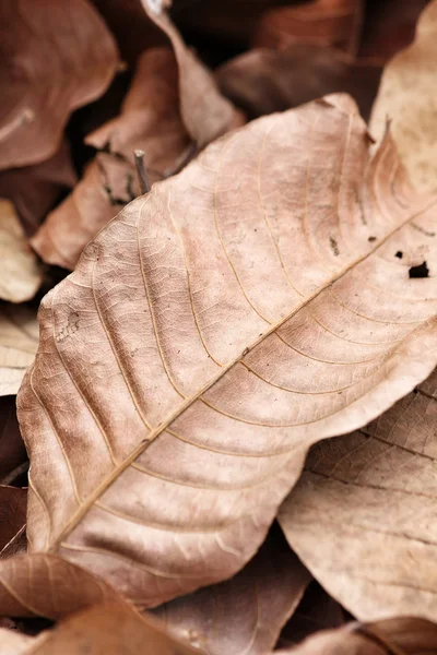 Folhas secas — Fotografia de Stock