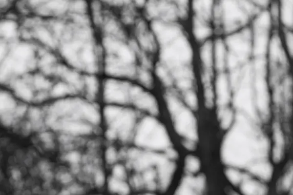 Розмитий ліс - чорно-білий — стокове фото