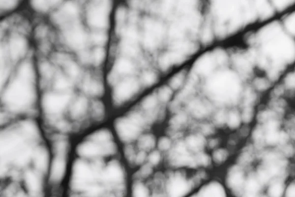 Розмитий ліс - чорно-білий — стокове фото
