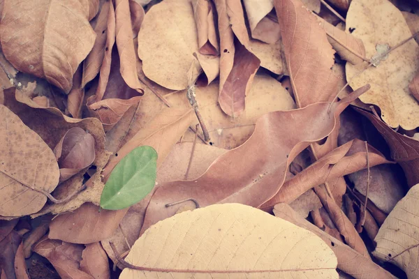 Feuilles vertes et séchées — Photo