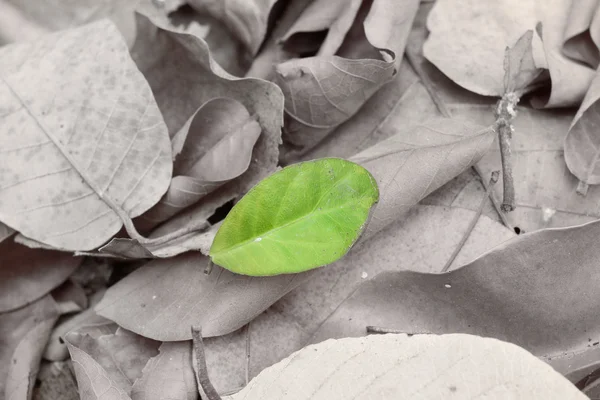 Groene en gedroogde bladeren — Stockfoto