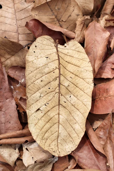 Folhas secas — Fotografia de Stock