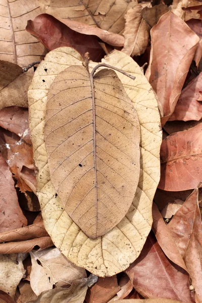 Kurutulmuş Yapraklar — Stok fotoğraf