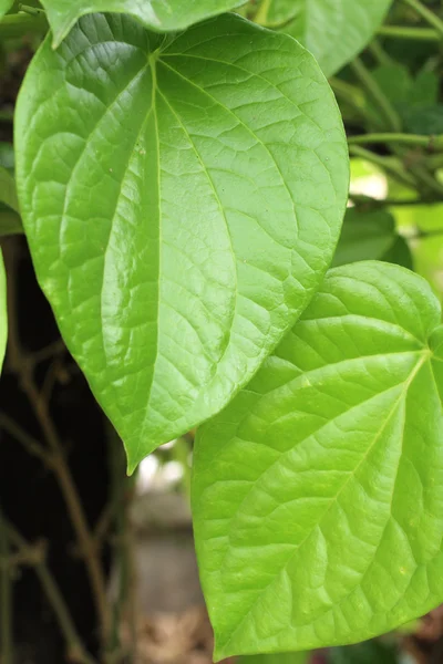 Φύλλα ινδοκάρυδο — Φωτογραφία Αρχείου