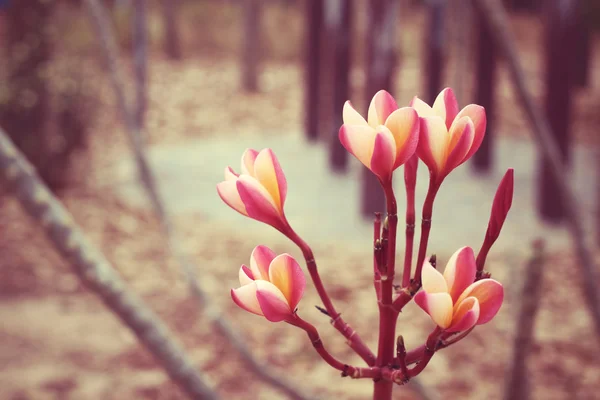 Red frangipani flowers — Stock Photo, Image