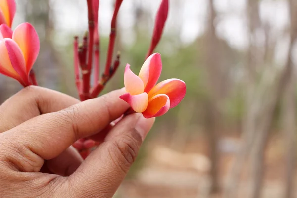 Flores vermelhas de frangipani — Fotografia de Stock
