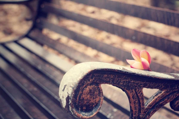 Красный цветок франджипани на скамейке. — стоковое фото