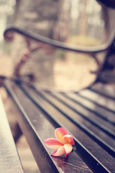 ベンチ椅子に赤いプルメリアの花 — ストック写真