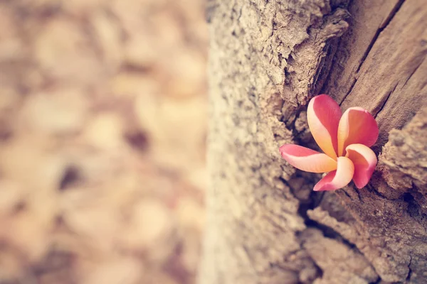 Kırmızı frangipani çiçekler — Stok fotoğraf