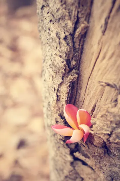 Rode frangipani bloemen — Stockfoto