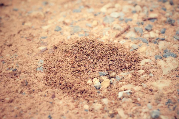 Φωλιά μυρμηγκιών — Φωτογραφία Αρχείου