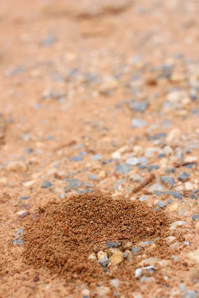 Nido de hormigas —  Fotos de Stock