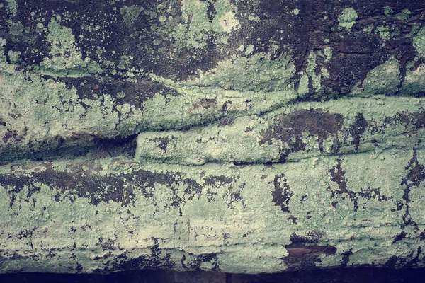 Algen auf Stein — Stockfoto