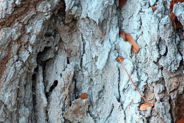 Textura de corteza de árbol — Foto de Stock