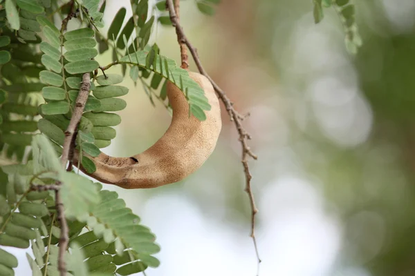 Tamarindo — Foto de Stock