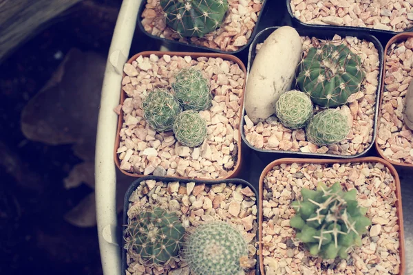 Cactus pot — Stock Photo, Image