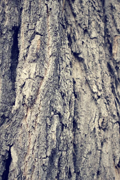 Struttura della corteccia dell'albero — Foto Stock