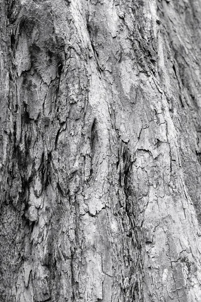 Texture écorce d'arbre — Photo