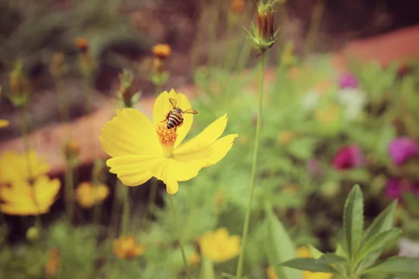 Fleurs de cosmos avec abeille — Photo