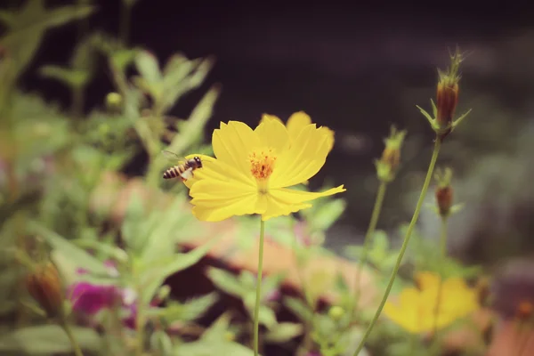 Fleurs de cosmos avec abeille — Photo