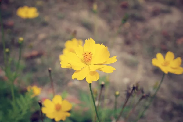 Kosmos Blumen — Stockfoto