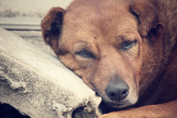 Hund schläft — Stockfoto