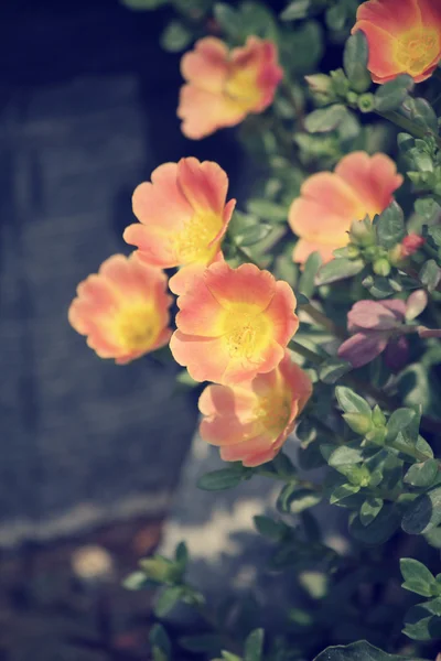 Portulaca květiny — Stock fotografie