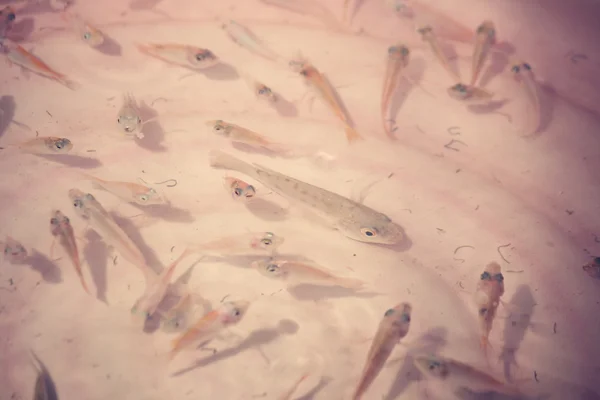 Pescados en el agua — Foto de Stock