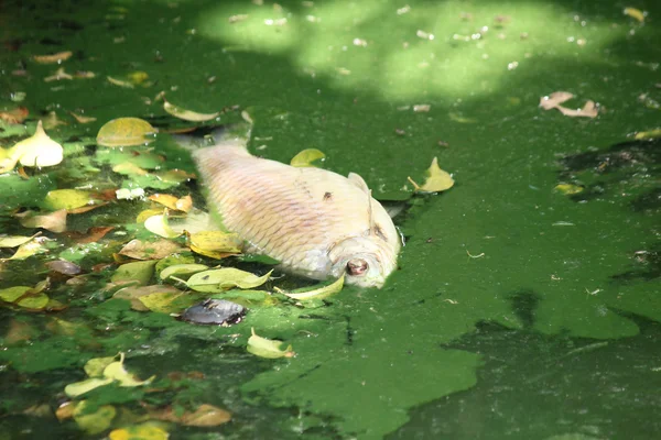 汚染水の中で死んだ魚は — ストック写真