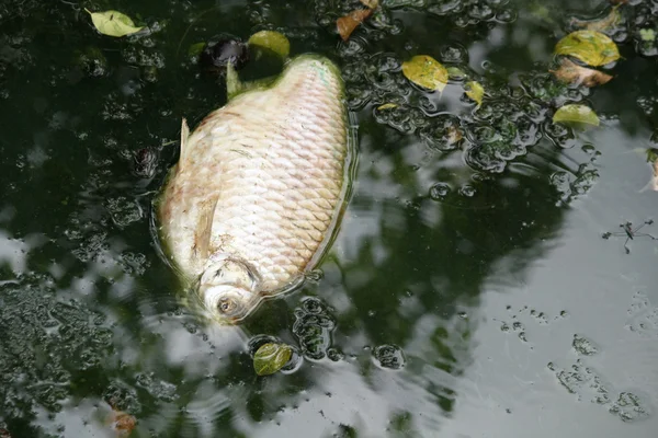 Peces muertos en agua contaminada —  Fotos de Stock