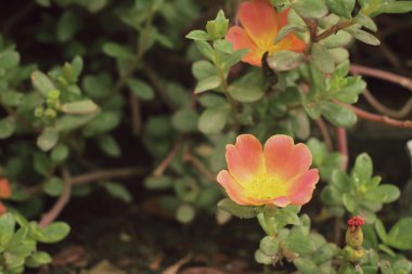 Portulaca çiçekler