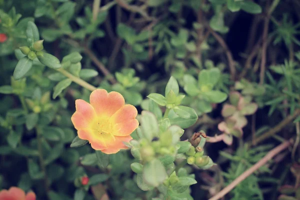 Portulaca bloemen — Stockfoto