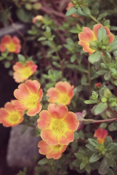 Portulaca 꽃 — 스톡 사진