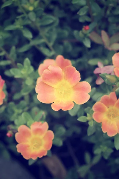 Portulaca Fiori — Foto Stock